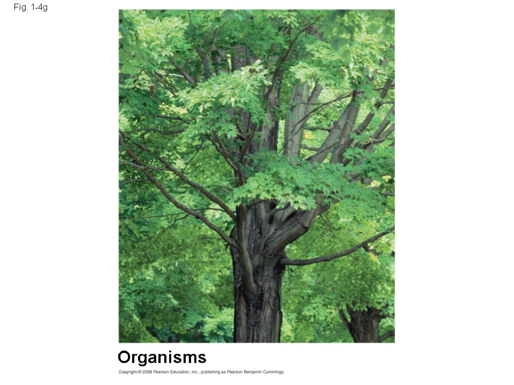 Fig. 1-4g Organisms